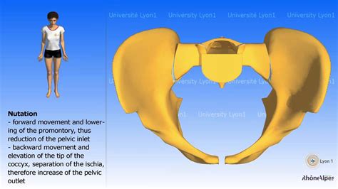 Arthrology of the pelvis Nutation and counternutation Childbirth - YouTube