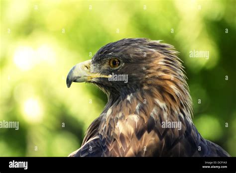 Golden eagle portrait Stock Photo - Alamy