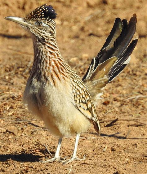 Greater Roadrunner | Bird photo, Greater roadrunner, Road runner