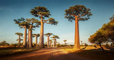 Baobab: Benefits, nutrition, dietary tips, and risks