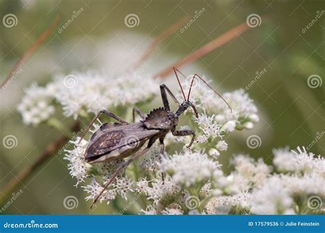 Wheel Bug, Arilus Cristatus Stock Photo - Image of reduviidae, beak ...