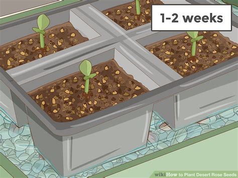 4 Ways to Plant Desert Rose Seeds - wikiHow | Rose seeds, Desert rose ...