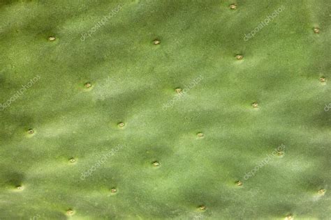 Green Cactus texture — Stock Photo © ninell #100883438