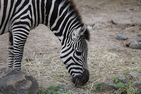 Close up of Zebra · Free Stock Photo