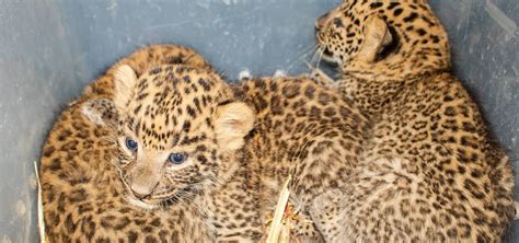 Three Leopard Cubs Reunited With Their Mother - Wildlife SOS