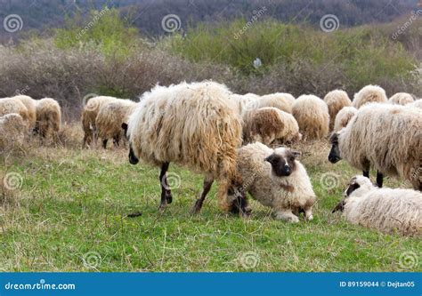 Sheep and lambs on pasture stock photo. Image of gregarious - 89159044