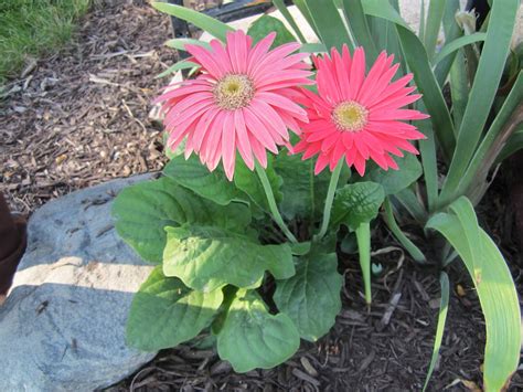 Our 1 Chance: The Gerbera Daisy