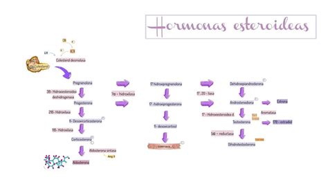 Síntesis de las Hormonas Esteroideas | Notemedic | uDocz