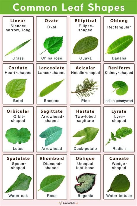 Types of Tree Leaves with Pictures for Easy Identification - EatHappyProject (2022)