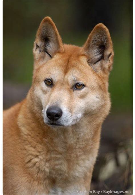 Portrait of a handsome dingo. The dingo (Canis familiaris) is a feral ...