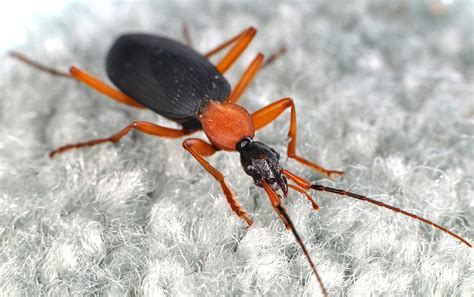 How many types of bugs live in your house right this minute? Science weighs in. - The Washington ...