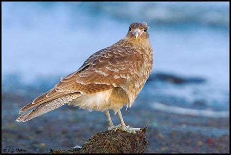 Chimango caracara - Alchetron, The Free Social Encyclopedia