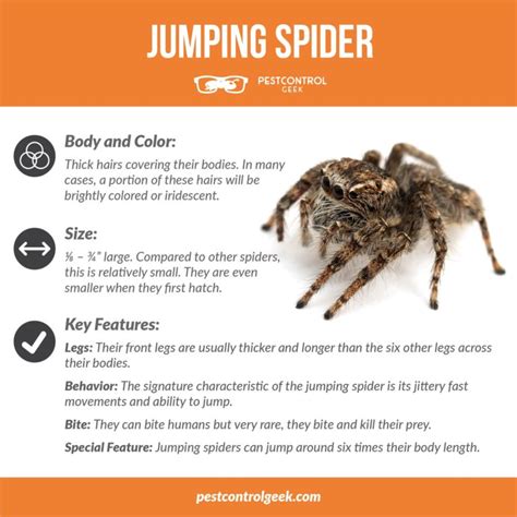 Do Jumping Spiders Bite? - Pest Control Gurus