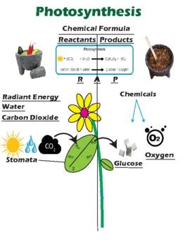 Photosynthesis Reactants and Products by Zcience | TpT