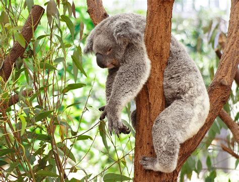 Koala Bear Wallpapers - Wallpaper Cave