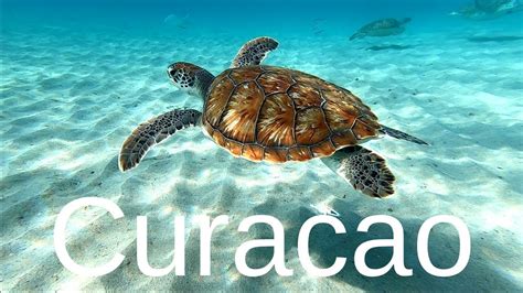 12 Best Curacao Snorkeling Spots - YouTube