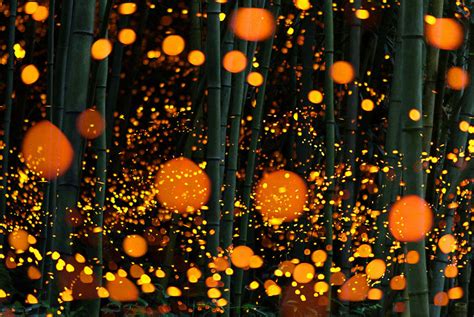 Surreal Photos Of Fireflies From Japan’s 2016 Summer | Bored Panda