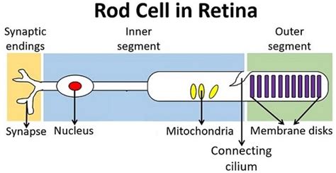 Difference Between Rod and Cone Cells (with Comparison Chart) - Biology ...