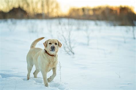 7 Dog Breeds Most Likely to Become Obese Overnight - Cute Animal Planet