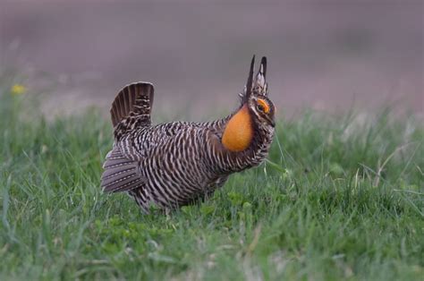 Greater Prairie-Chicken Habitat & Management Information - LandPKS