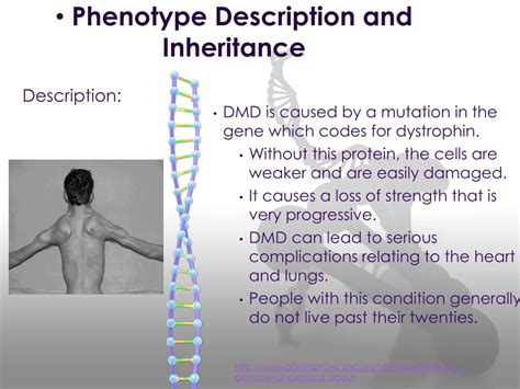 PPT - Duchenne Muscular Dystrophy (DMD) PowerPoint Presentation, free ...