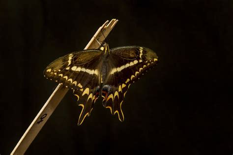 Life cycle of rare Schaus' swallowtail butterflies - CBS News