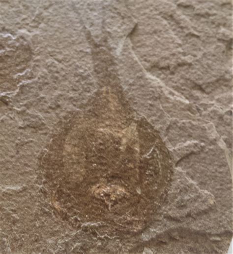 Triops longicaudatus?? ID request - Fossil ID - The Fossil Forum