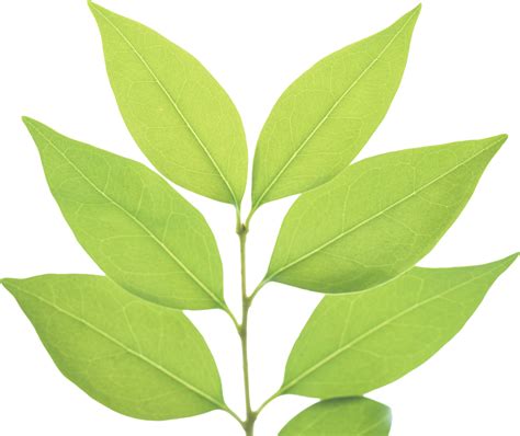 Green leaf PNG