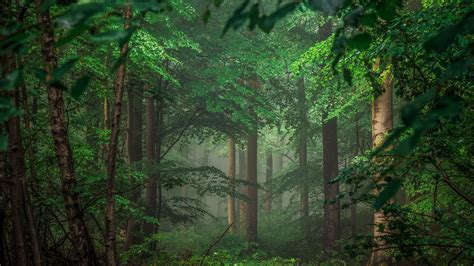 Green Forest HD Wallpapers - Wallpaper Cave