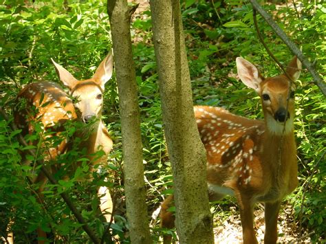 Kangaroo, Ohio, Deer, Animals, Baby Bjorn, Columbus Ohio, Animales, Animaux, Animal