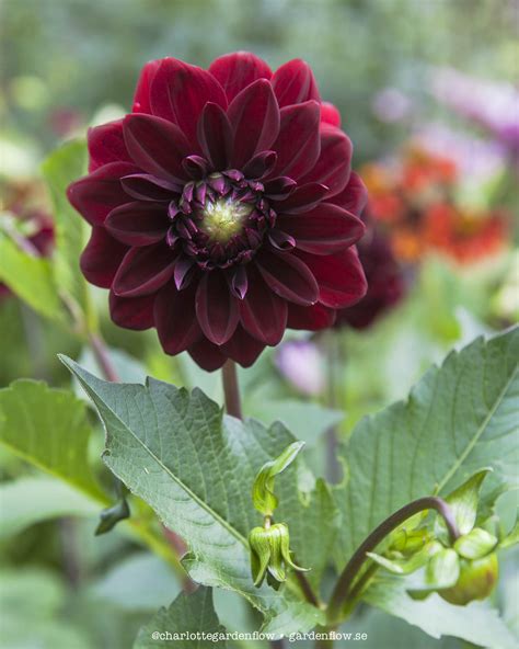 Dark red dahlias – Garden Flow