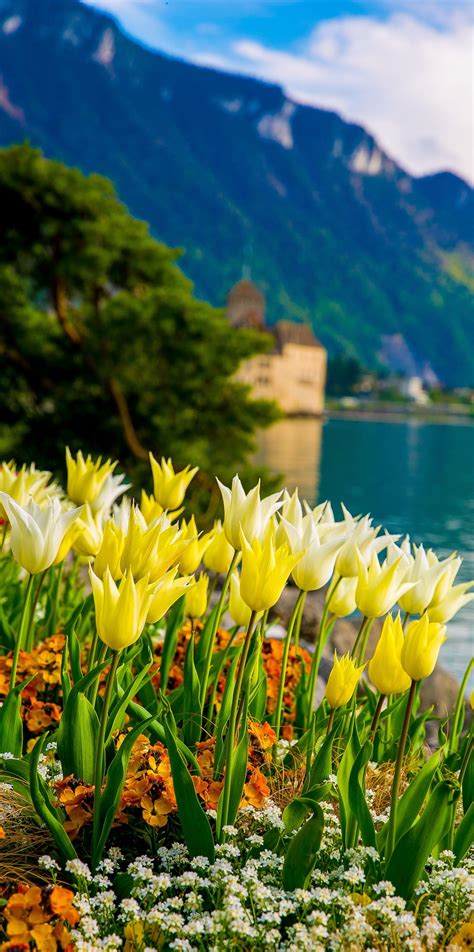 Flowers on Lake Geneva, with Swiss Alps, Montreux, Switzerland (Europe ...