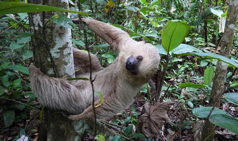 New genomic evidence links extinct giant ground sloth to small modern ...