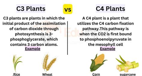 Difference Between C3 and C4 Plants