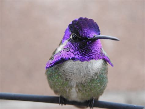 What Makes a Hummingbird Feather So Pretty? - Birds and Blooms