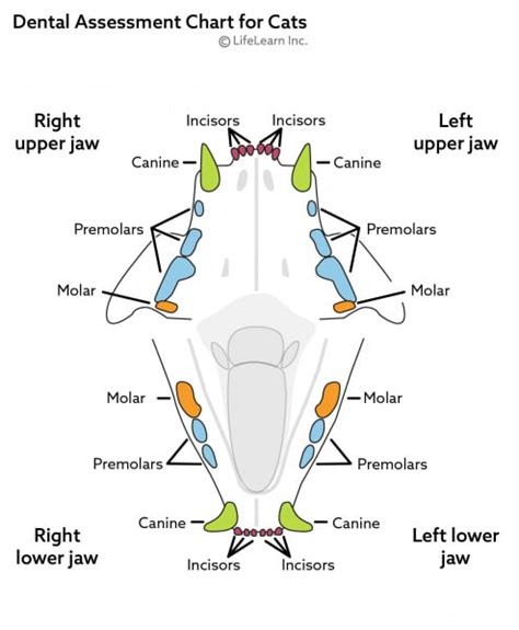 Risks of Anesthesia-Free Dental Procedures | VCA Animal Hospitals