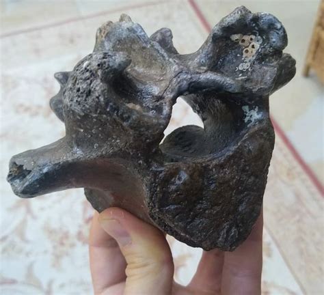 Fossil Steppe Bison Bison priscus Vertebra UK Fossils Sale | Megalodon fossil shark teeth for ...