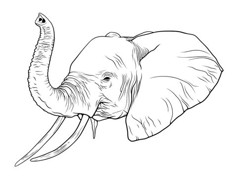 Elephant Drawing Trunk Up at GetDrawings | Free download