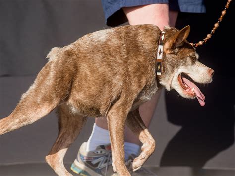 Pork - World's Ugliest Dog Contest 2015 - CBS News