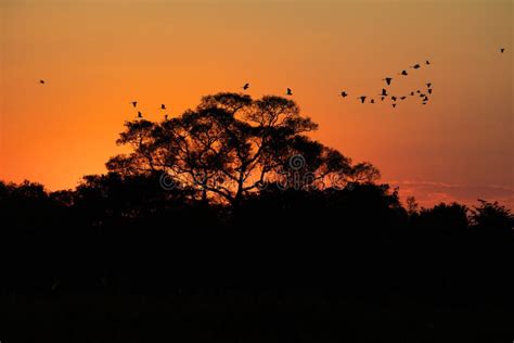 Flock of Birds at Sunset. Peaceful Landscape. Stock Photo - Image of color, beautiful: 193772942
