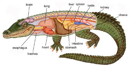 Digestive System - Understanding Vertebrates