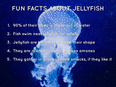 Fun Facts About Jellyfish For Preschoolers - BEST GAMES WALKTHROUGH