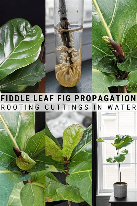 Fiddle Leaf Fig Propagation: Everything You Need to Know! | Fiddle leaf ...