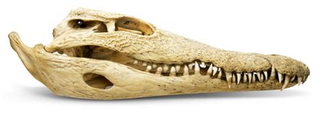 Real Crocodile Skull Specimen Animal Skull Model Real Crocodile Feng ...