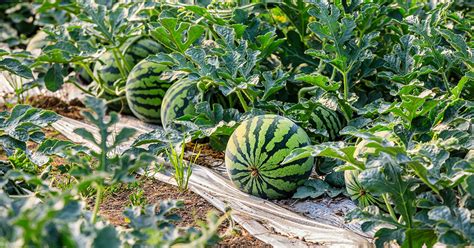 10 Best Companion Plants For Watermelons - The Garden Magazine