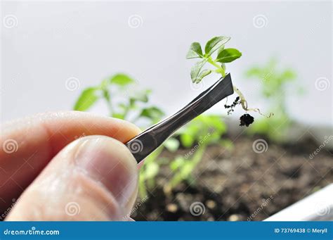 Crop genetic engineering stock photo. Image of cultivation - 73769438