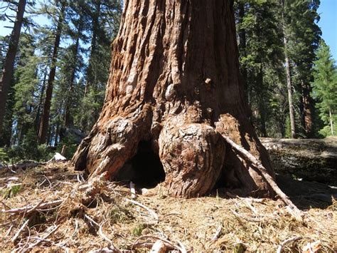 General Grant Tree Trail (Parc national de Sequoia and Kings Canyon) : 2020 Ce qu'il faut savoir ...