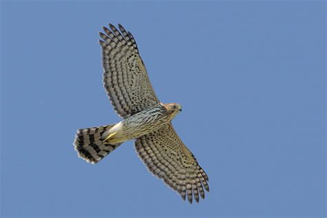 Cooper's Hawk vs Sharp-Shinned Hawk – Differences & Similarities