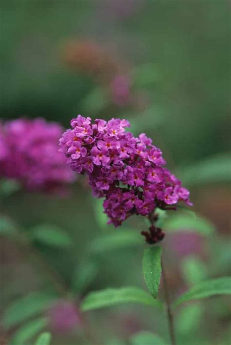 Buddleia davidii 'Nanho Purple' - Sunny Valley Farms