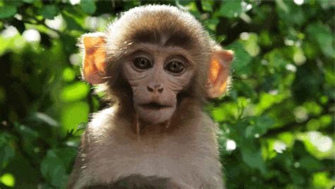 Monkeys GIF - Find & Share on GIPHY